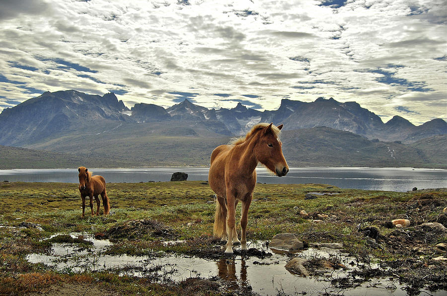Horses In Way Of Tassiusaq Photograph by Jesús Gabán