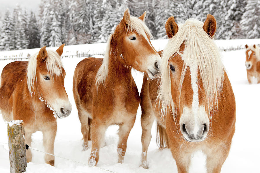Horses In White Winter Landscape Photograph by Angiephotos