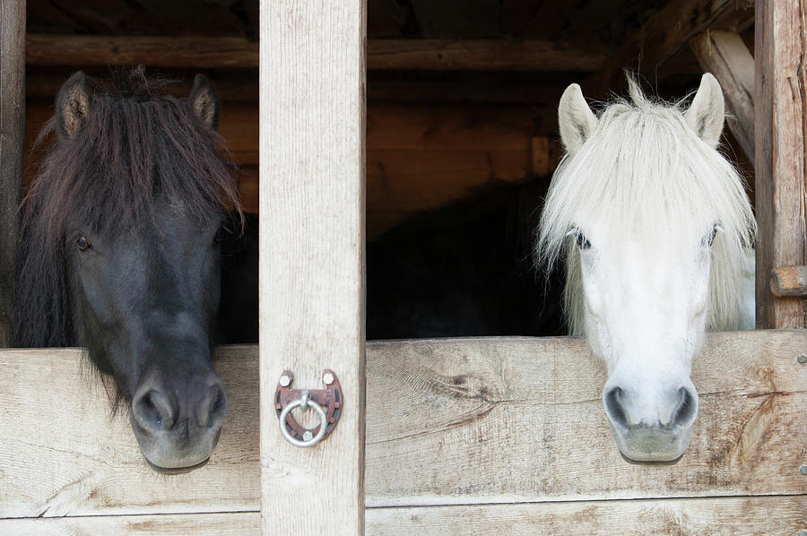 Horses Leaning Over Stable Doors Photograph by Stefanie Grewel