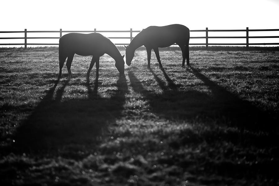 Horses by Lucas Dragone Horses by Lucas Dragone