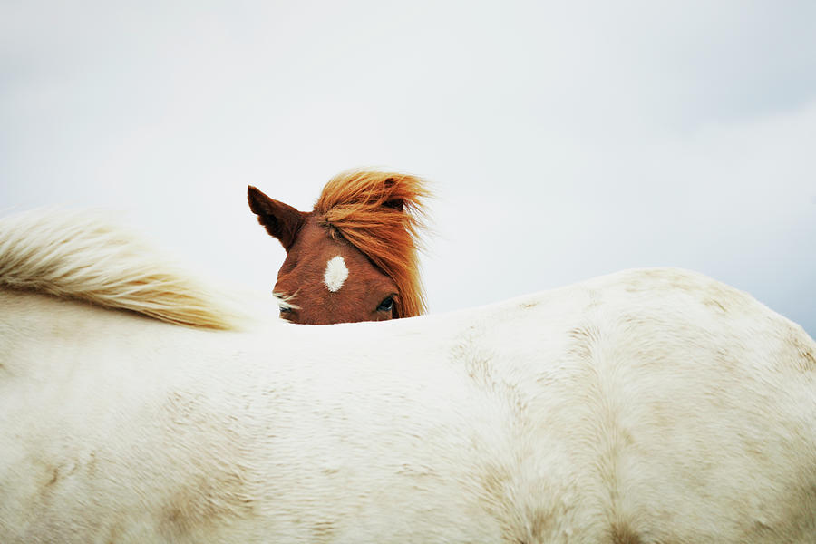 Horses Photograph by Markus Renner Horses Photograph by Markus Renner