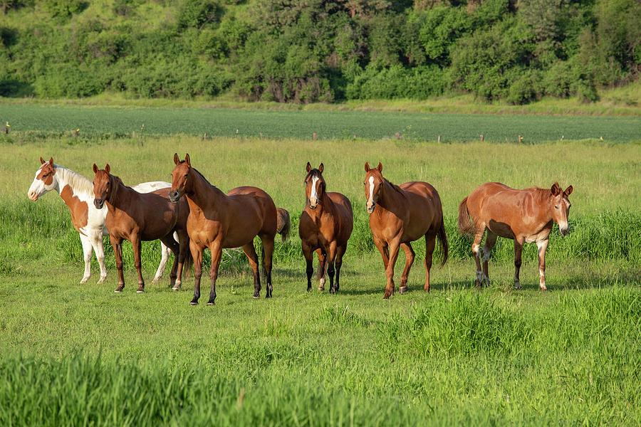 Horse Photograph - Horses near Waitsburg  by Lynn Hopwood