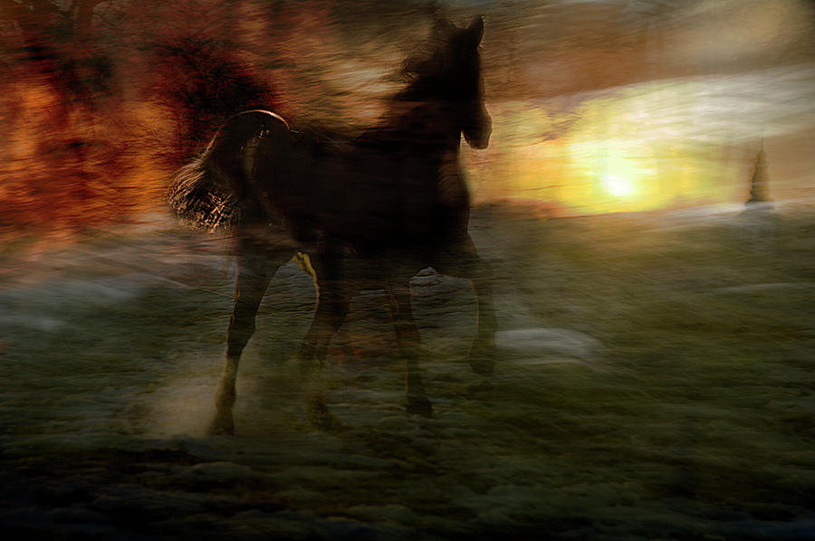 Animal Photograph - Horses Of Fire by Milan Malovrh
