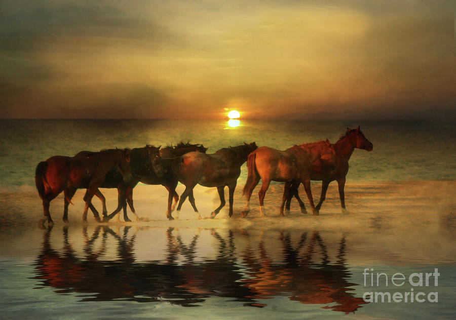 Horses on a Golden Beach at Sunset Photograph by Stephanie Laird