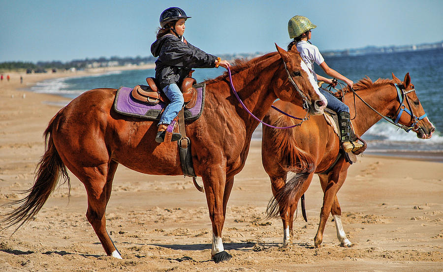 Horses on beach in Rhode Island Photograph by Cordia Murphy