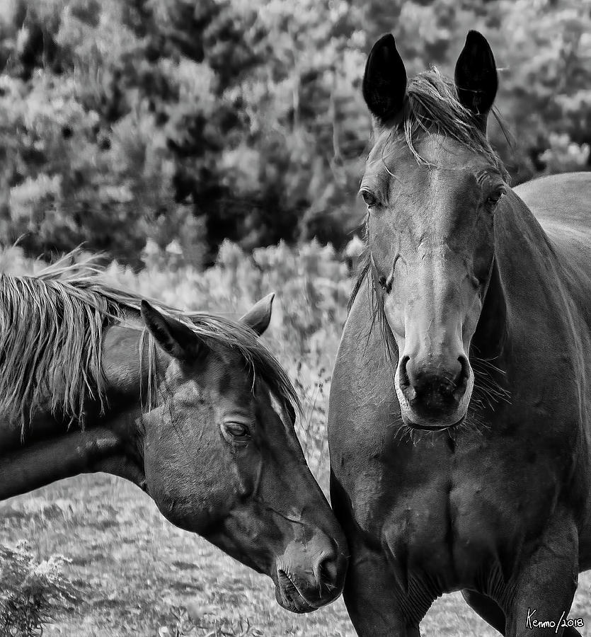 Horses on Pereau Rd Digital Art by Ken Morris - Fine Art America