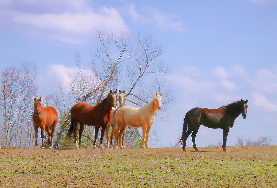 Horses on the Hill Photograph by Bonnie Willis