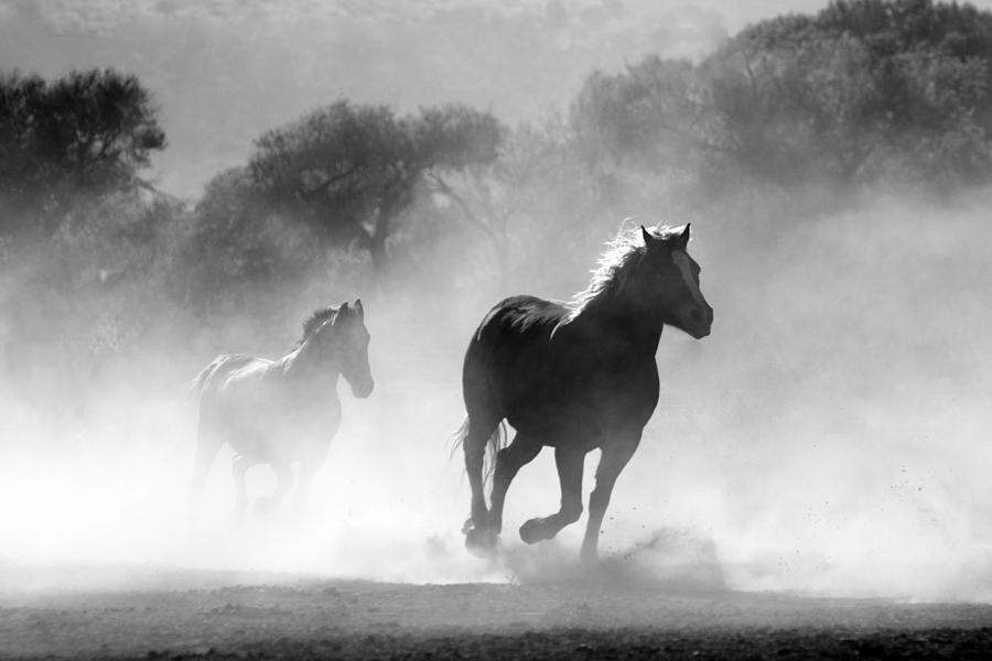 Horses on the run Photograph by Top Wallpapers