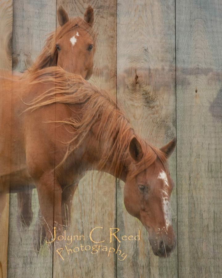 Horses on Wood Photograph by Jolynn Reed