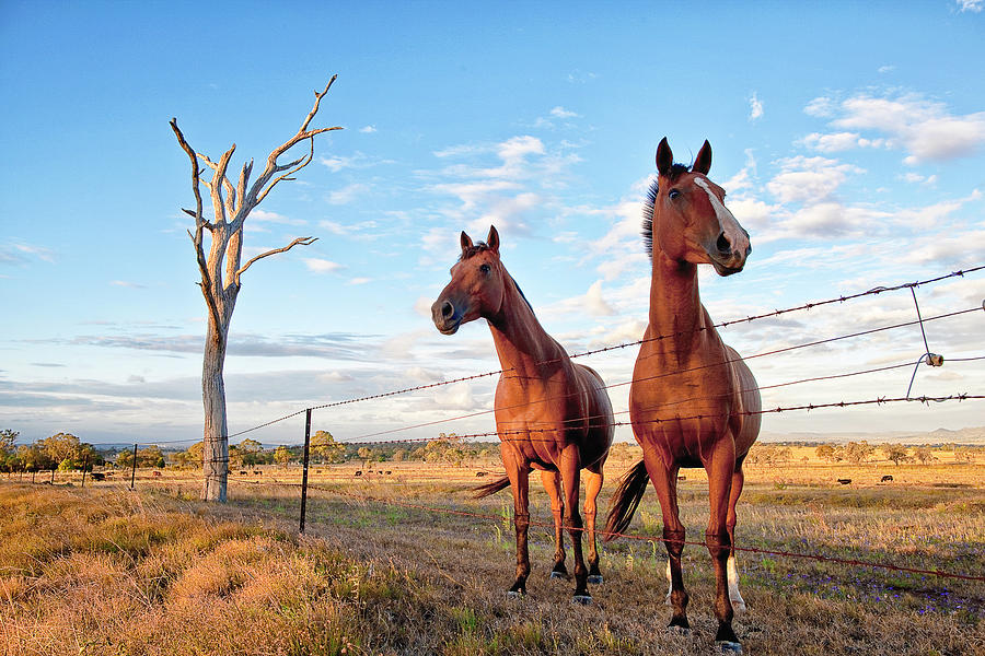 Horses Over Fence Photograph by South Sky Photography, Elizabeth Barnes