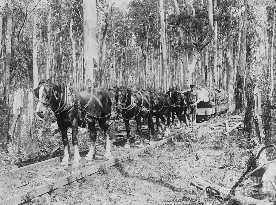 Horses Pulling Logs Photograph by Bettmann