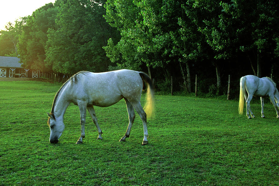 Horses, Richmond, Berkshire County, Ma Digital Art by Stephen G. Donaldson