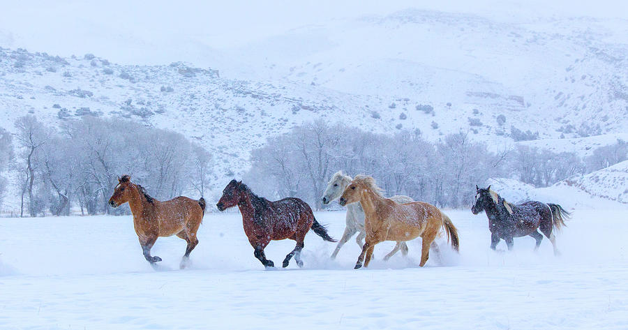 Horses Running In Snow Photograph by Betty Wiley