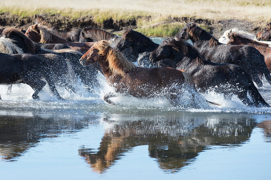 Horses Running On River, Iceland Digital Art by Tim Mannakee