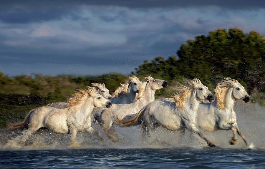 Horses Running Through The Marsh Photograph by Xavier Ortega