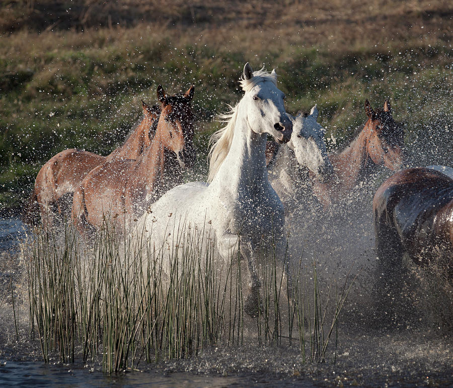 Horses Running Through Water Photograph by Laurie Castelli