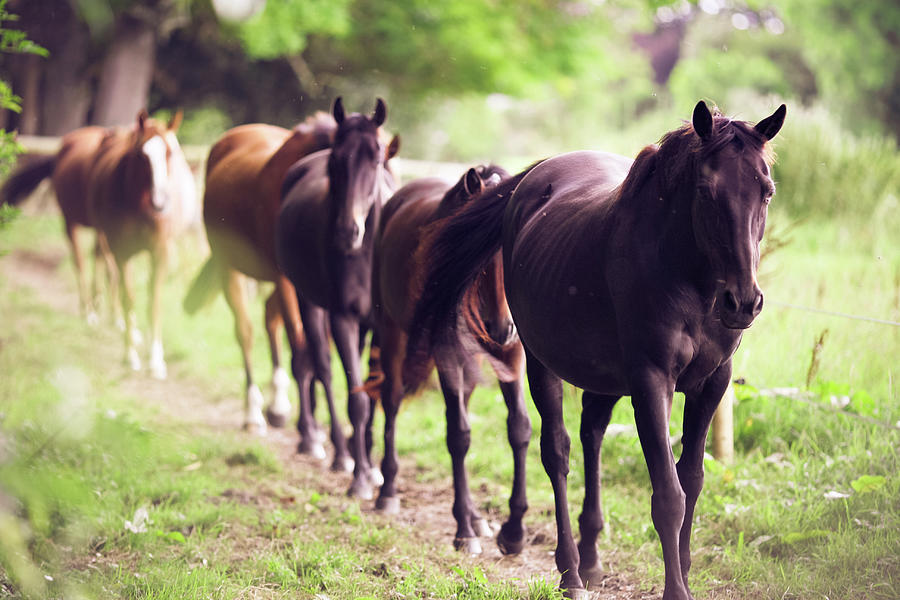 Horses Photograph by Sasha Bell