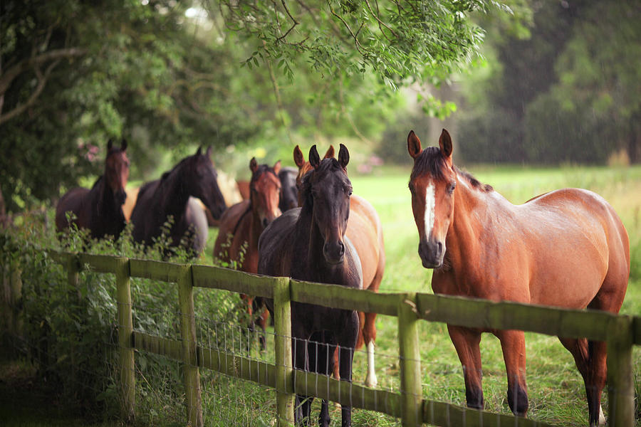 Horses Sheltering From The Rain By Fence Photograph by Olivia Bell Photography