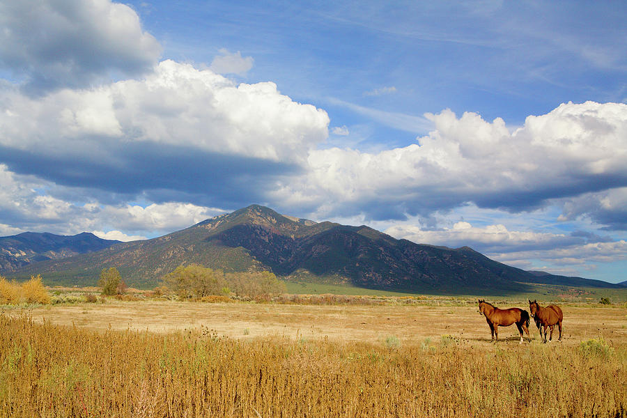 Horses Standing In Remote Field Photograph by Ray Kachatorian