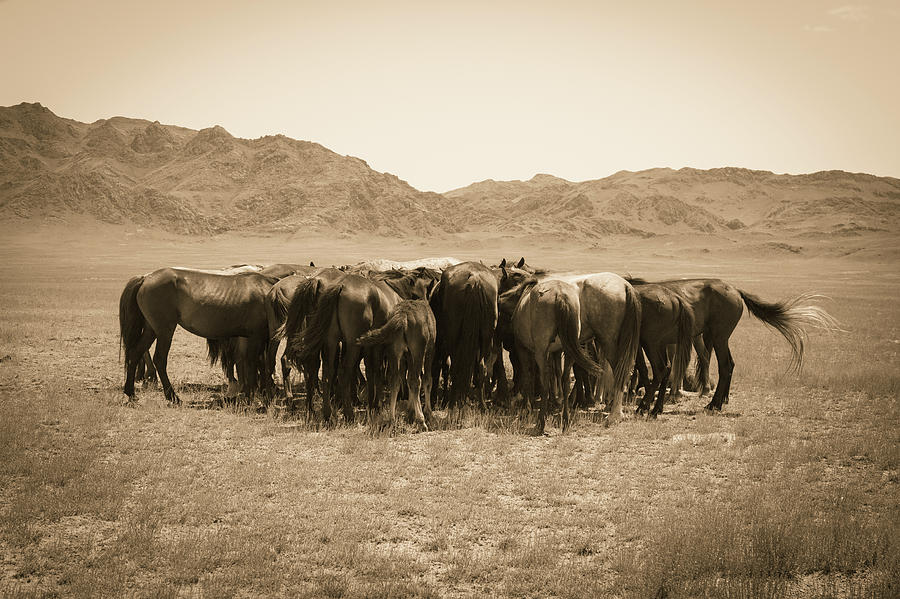 horses, steppe, kazakh, wild, free, idyllic, nature, animals, gr by Kim Vermaat horses, steppe, kazakh, wild, free, idyllic, nature, animals, gr by Kim Vermaat
