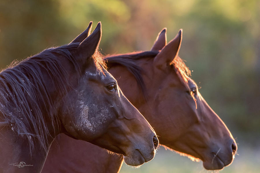 Horses Photograph by Torbjorn Swenelius