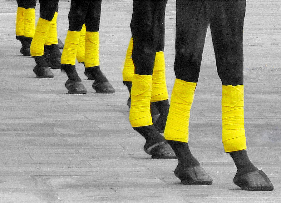 Horses Yellow Socks Photograph by Aliza Riza