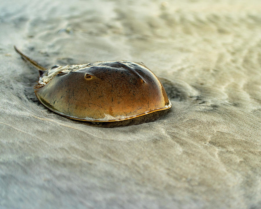 Horseshoe Crab on the Beach Photograph by William Dickman