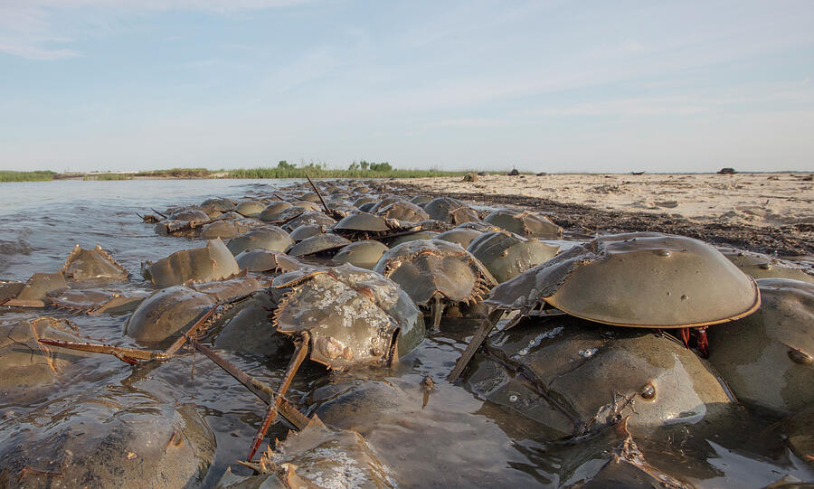 Horseshoe Crabs Spawning On The Beach; Moore's Beach Photograph by Doug ...