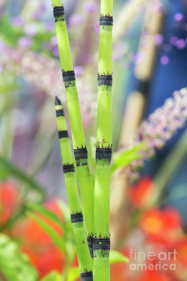 Horsetail Stems Photograph by Tim Gainey
