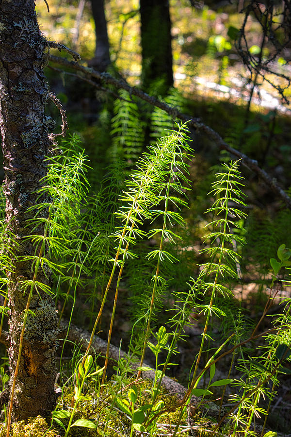 Horsetails Photograph by Cathy Mahnke