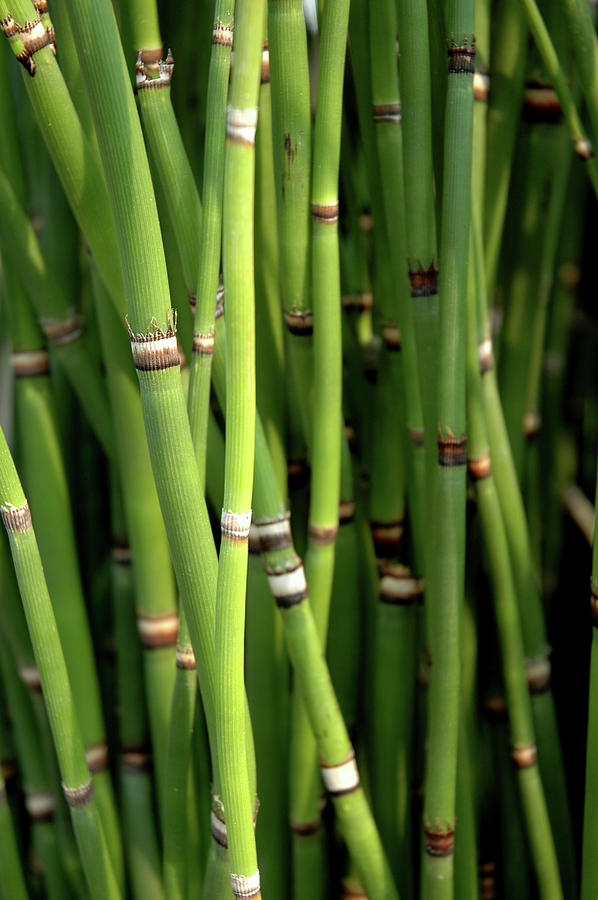 Horsetails Photograph by Philary