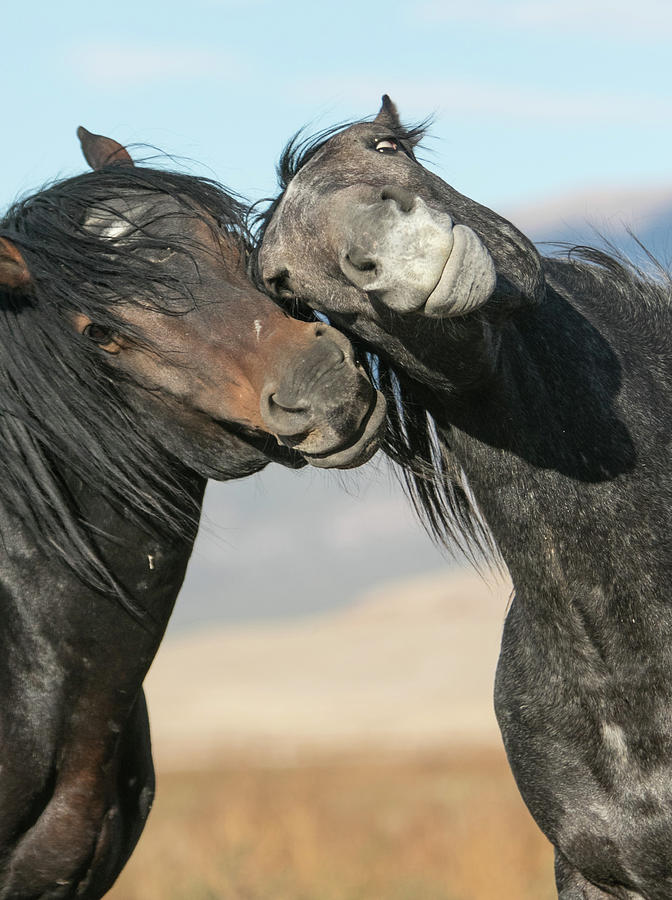 Horsing Around Photograph by Kent Keller - Fine Art America