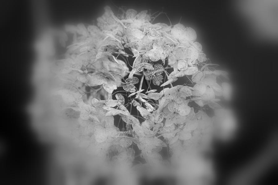 hortensia by Jolly Van der Velden hortensia by Jolly Van der Velden