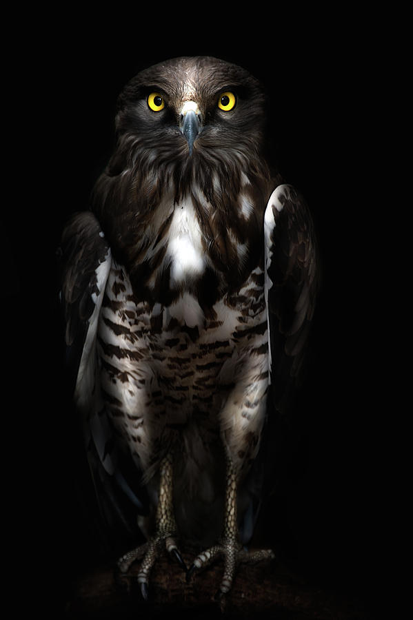 Falcon Photograph - Horus by Santiago Pascual Buye