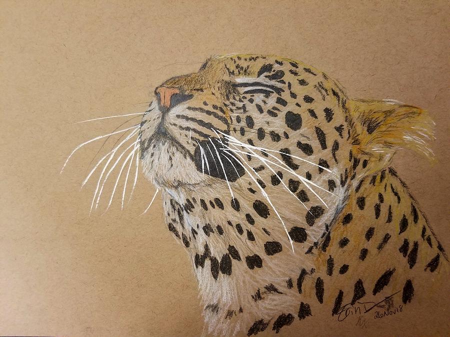 Hosana Leopard Drawing By Erin Dennis