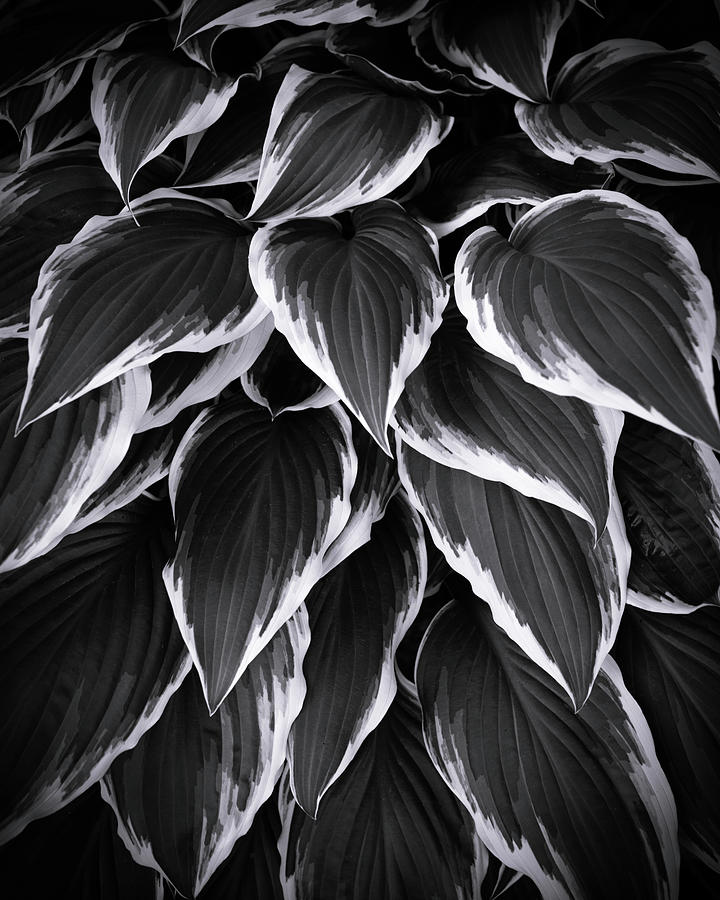 Hosta #1 Photograph by Ray Kent