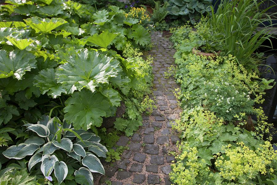 Hosta And Other Foliage Plants Lining Narrow Paved Garden Path Photograph by Sibylle Pietrek