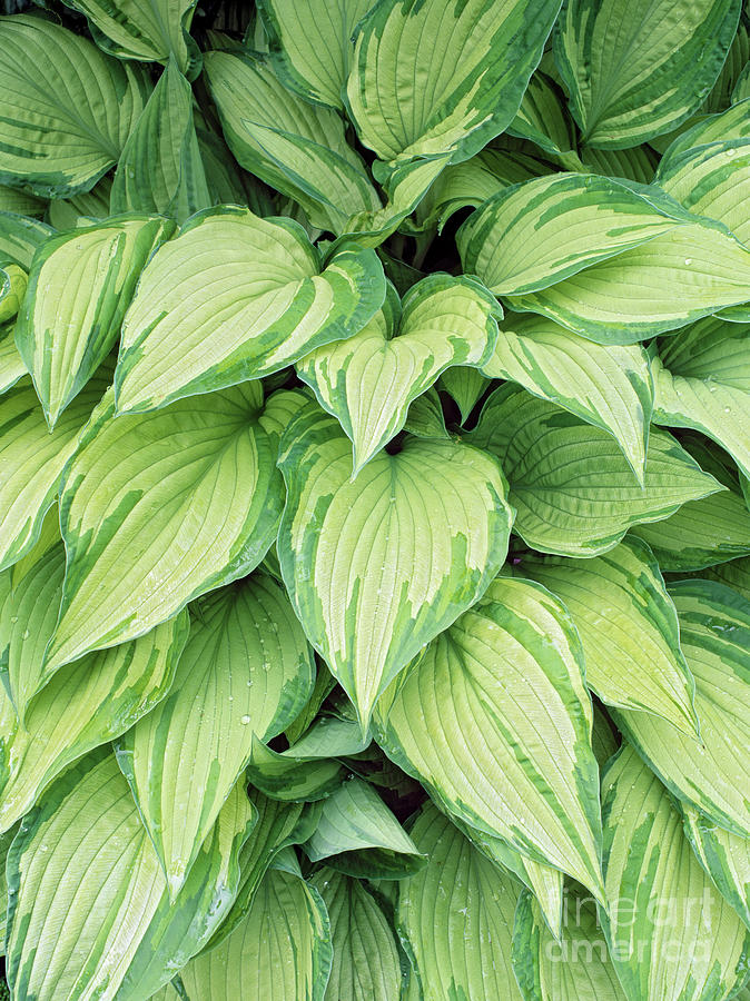 Nature Photograph - Hosta Fortunei Var Albopicta by Geoff Kidd/science Photo Library