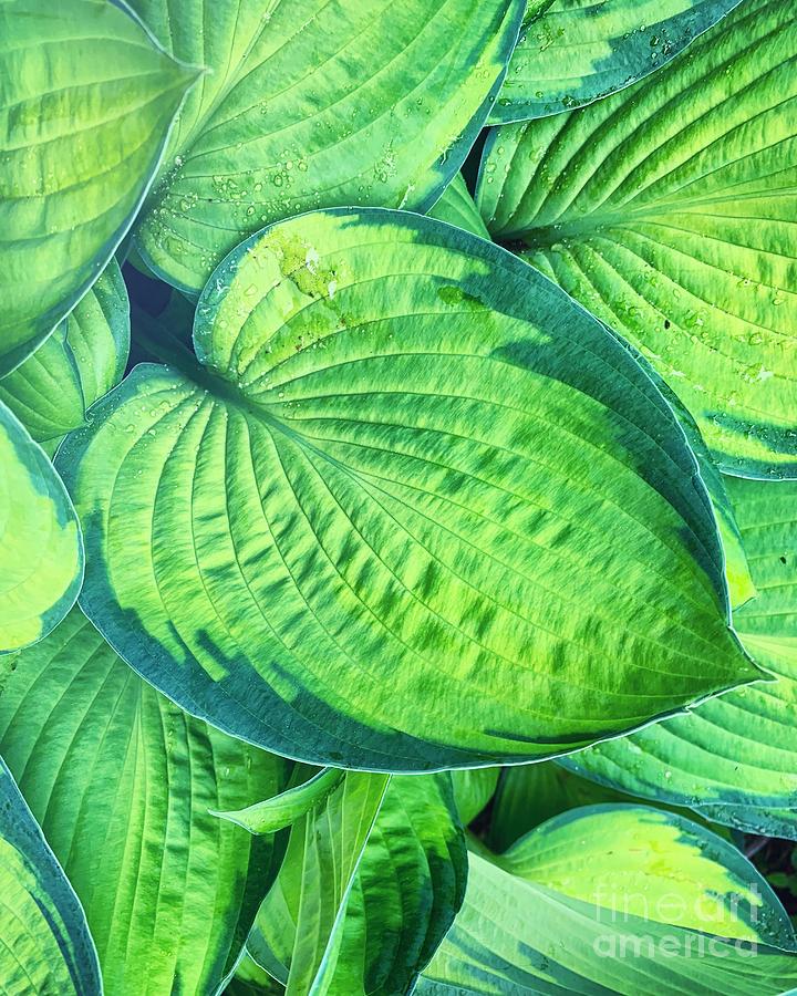 Hosta Photograph by HD Connelly