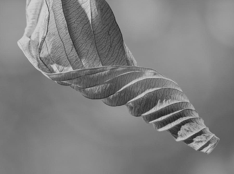 Fall Photograph - Hosta Leaf by Elaine Henshaw