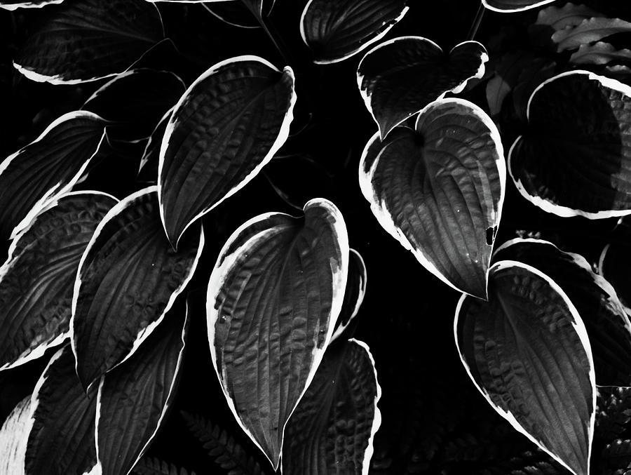 Hosta Leaves Photograph by Vesna Armstrong
