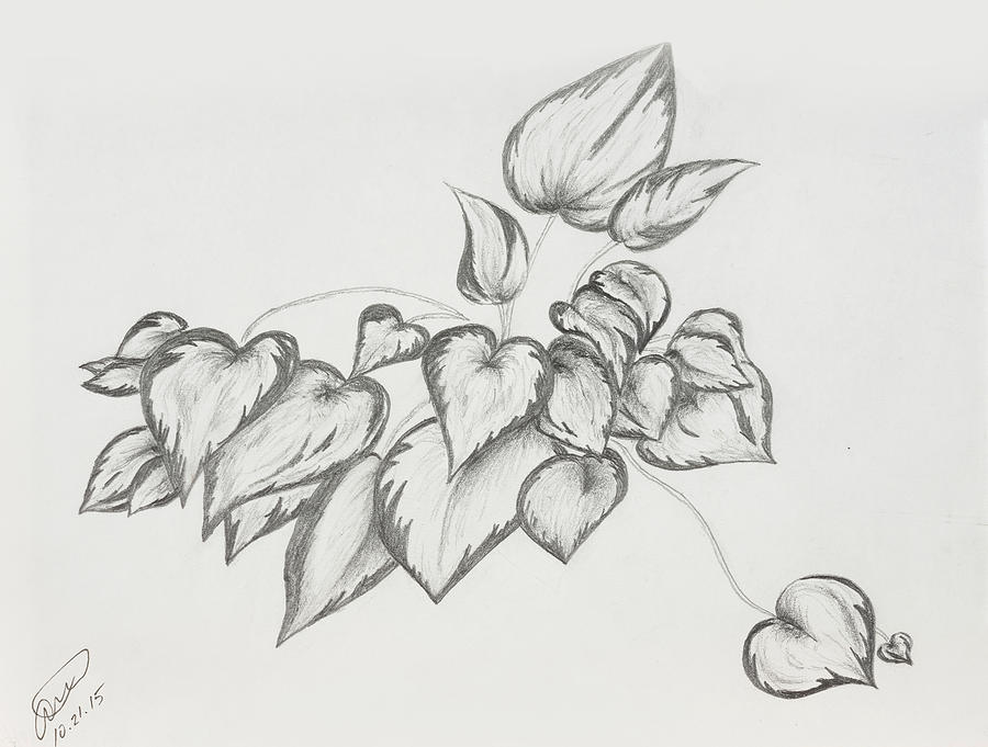 Hosta Love Drawing by Arla Louise - Fine Art America