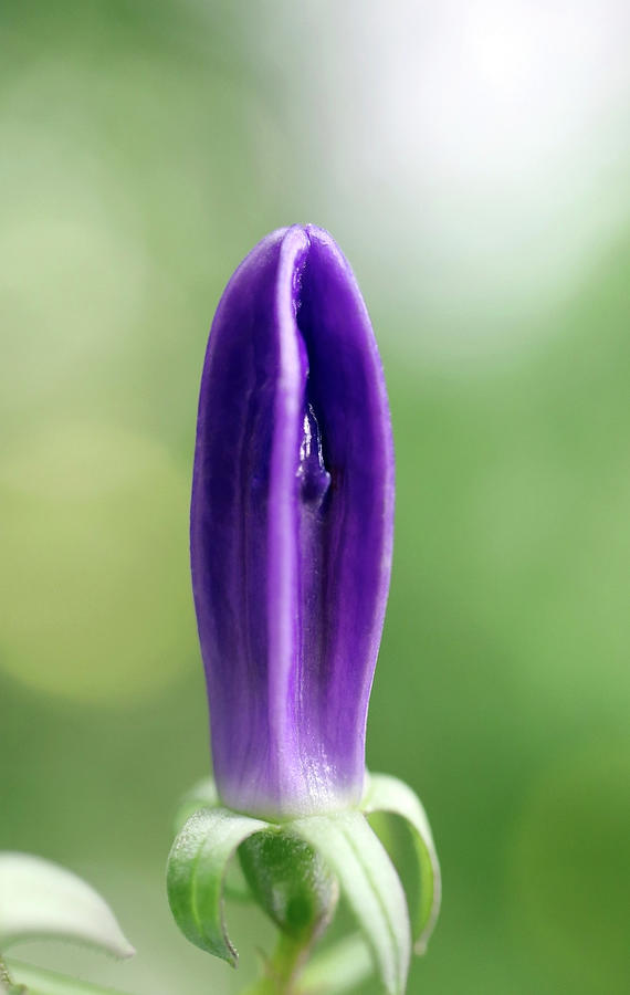 Hosta Undulata Mediovariegata Flower Bud by Johanna Hurmerinta Hosta Undulata Mediovariegata Flower Bud by Johanna Hurmerinta