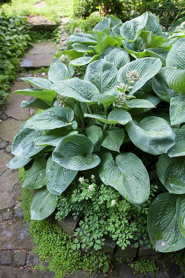 Hosta With Large Leaves In Garden Photograph by Sibylle Pietrek
