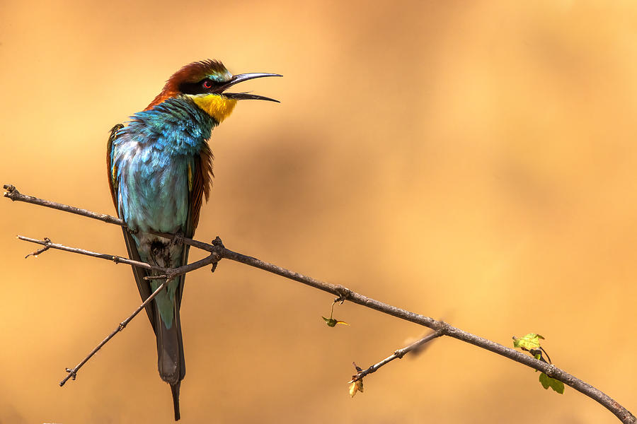 Nature Photograph - Hot Bee-eater by Marco Redaelli