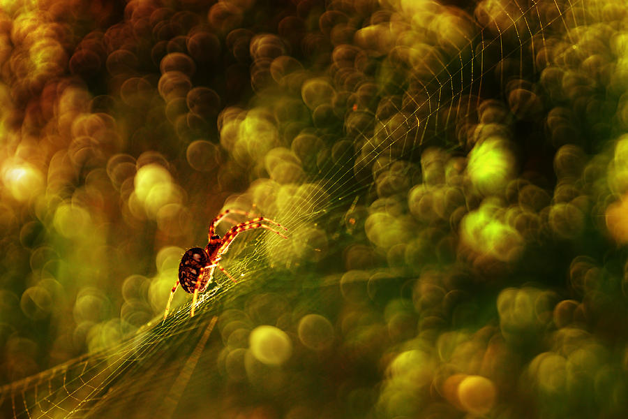 Spider Photograph - Hot Day by Donald Jusa
