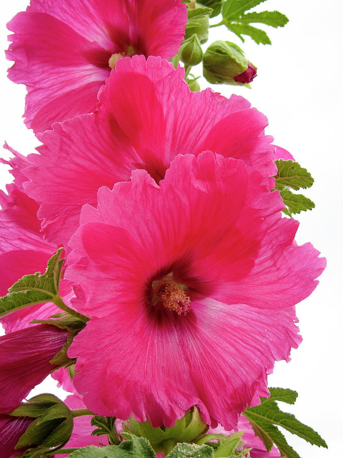 Hot Hollyhock Photograph by Jay Binkly