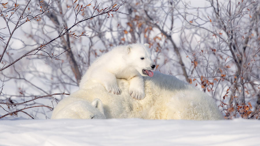 Polar Bear Photograph - Hot Hot by Fion Wong