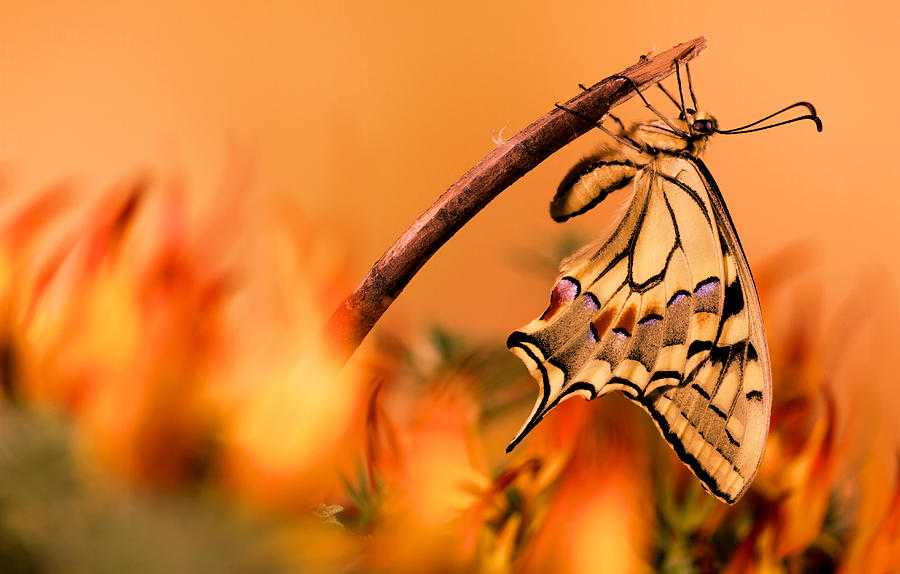 Butterfly Photograph - Hot by Jimmy Hoffman