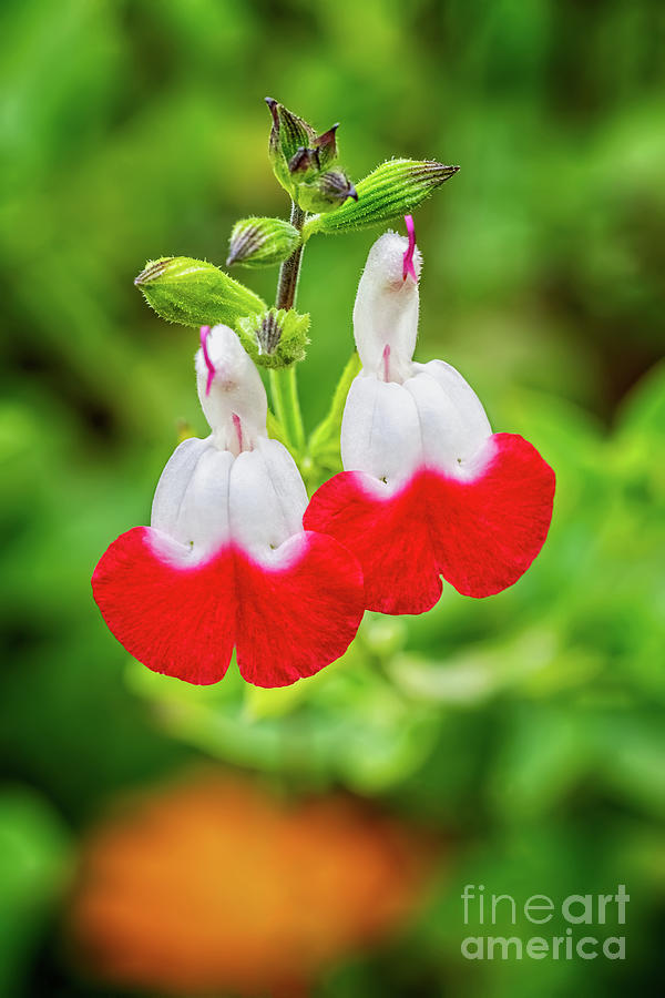 Hot Lips Flower Photograph by Adrian Evans